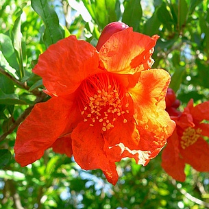 Granatapfelblüte