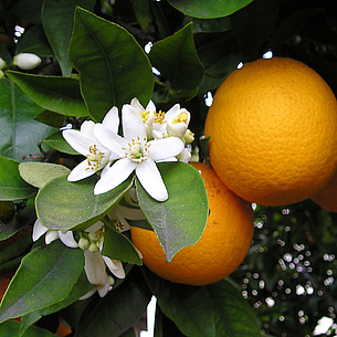 Orange am Baum