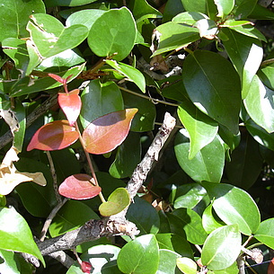 Surinamkirsche Baum