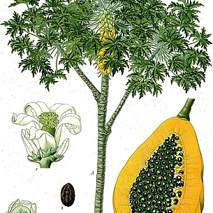 Papaya Illustration