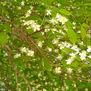 Surinamkirsche Blüte