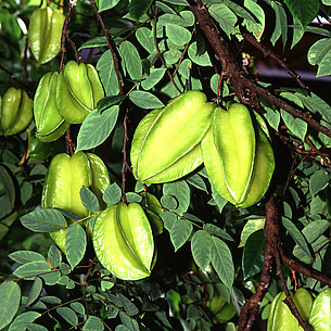 Karambole / Sternfrucht (unreif)