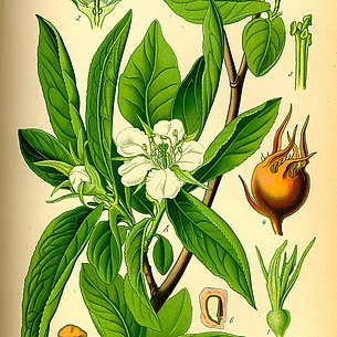 Aufbau des Mispelbaumes