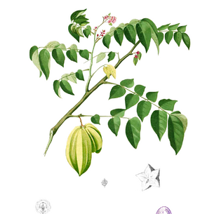 Karambole / Sternfrucht (Blüte)
