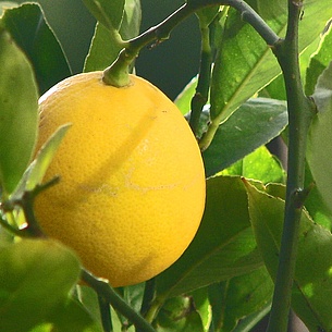 Zitrone - Frucht