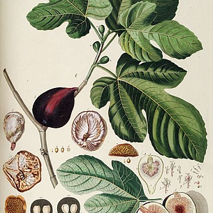 Feigenblüte