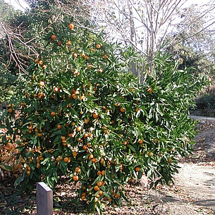 Mandarinenbaum