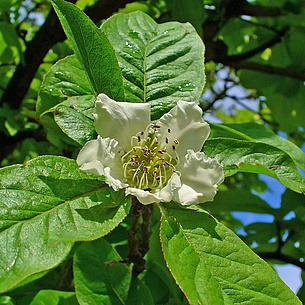 Mispelblüte